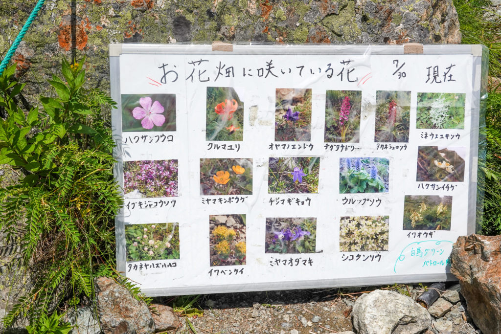 白馬岳・お花畑に咲いてるお花