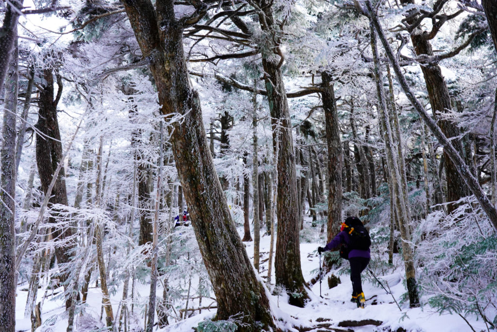 厳冬期・天狗岳・西尾根登山道の樹林帯