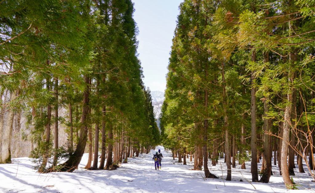 残雪期・東谷山・日白山・ゴール間近の林道