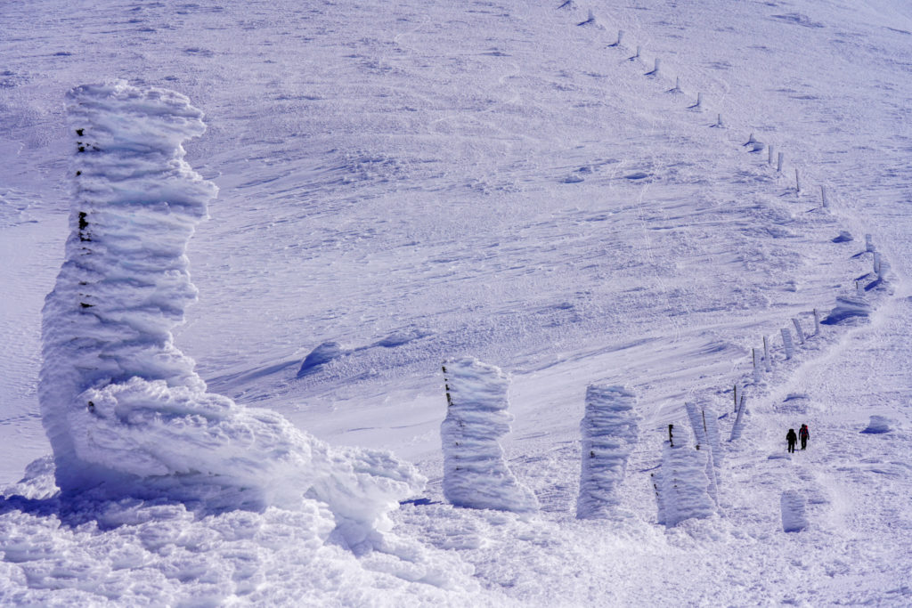 残雪期・蔵王山(熊野岳・刈田岳)・氷の柱(見事なエビの尻尾)