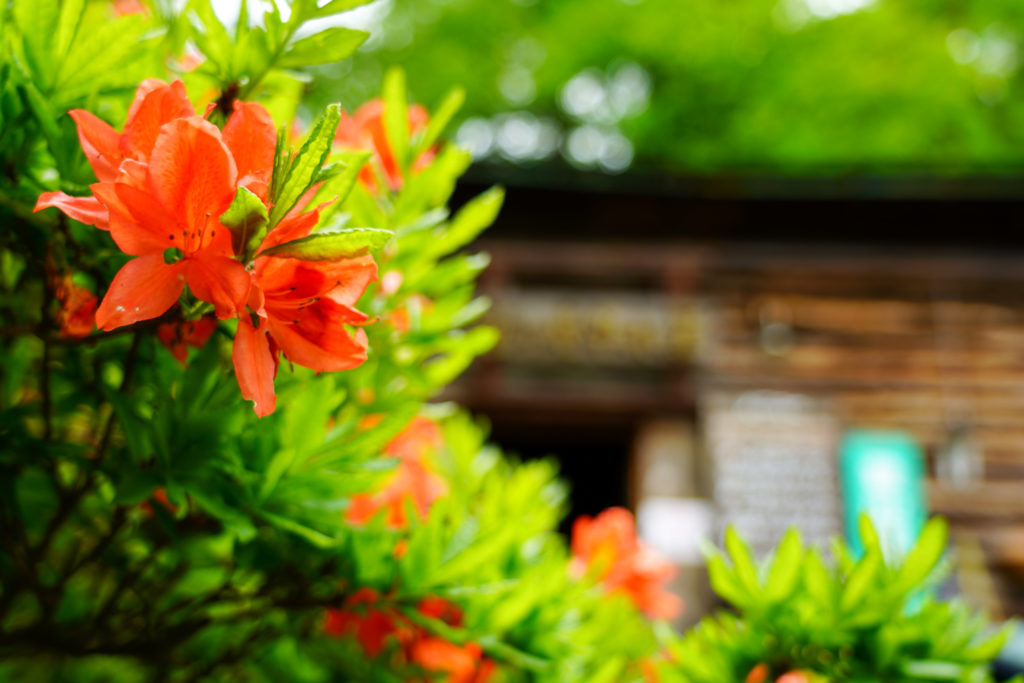 金峰山・富士見平小屋のレンゲツツジ