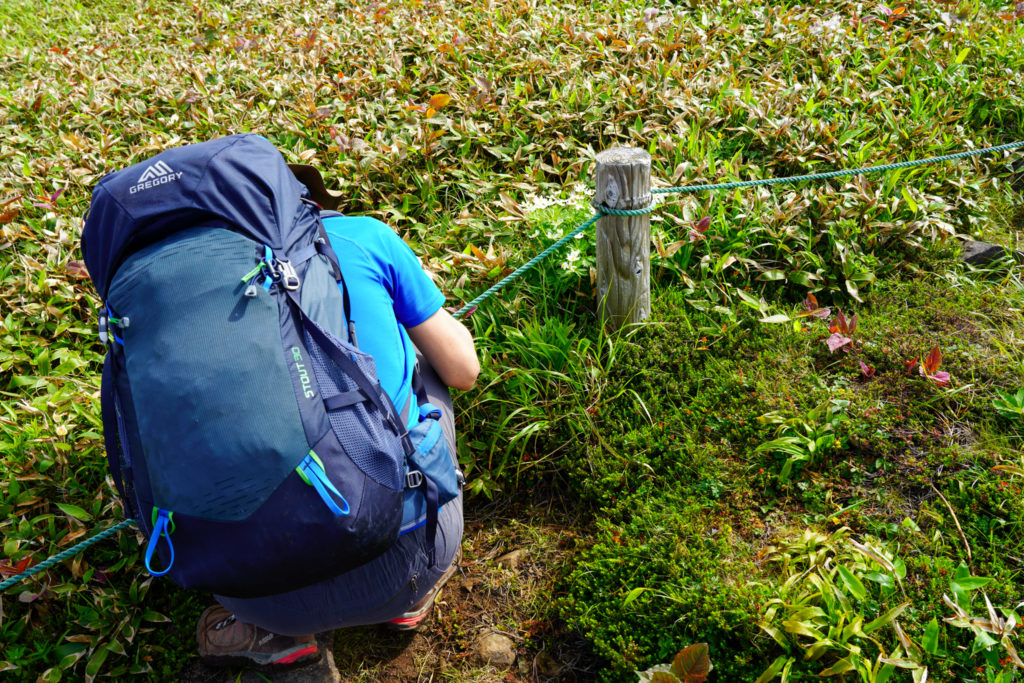 平標山・仙ノ倉山・花を撮る男