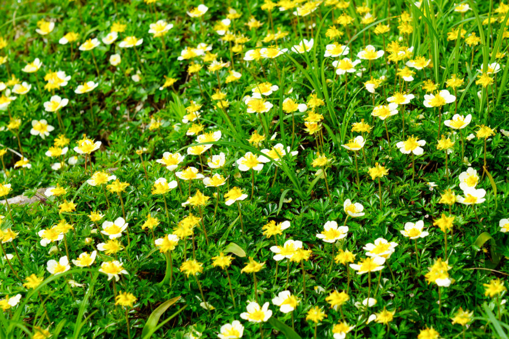 平標山・仙ノ倉山・チングルマのお花畑