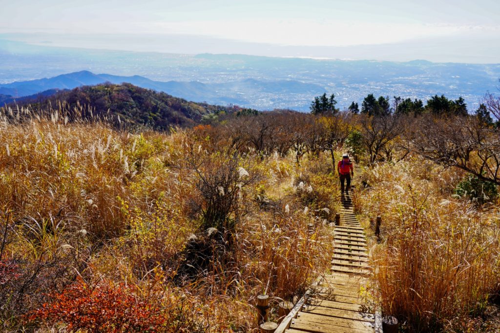 塔ノ岳・丹沢山・ススキの穂みのる表尾根