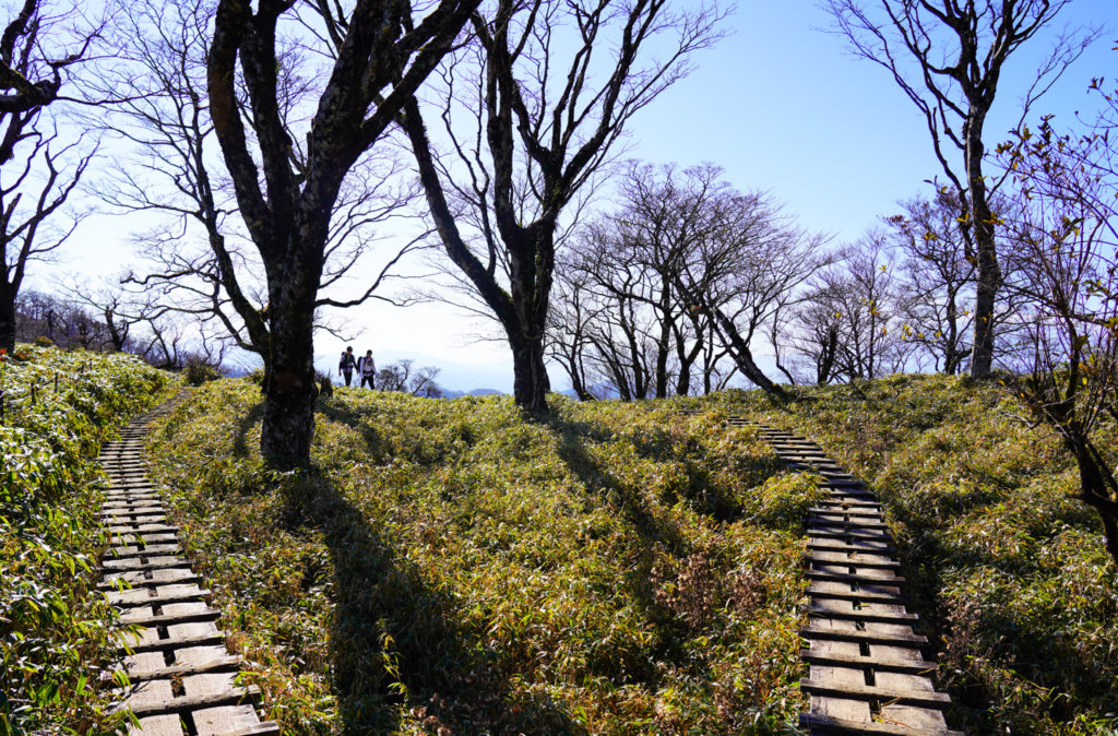 塔ノ岳・丹沢山・二手に分かれる木道